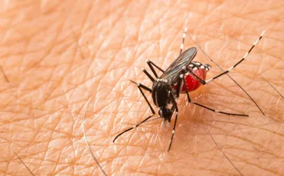 Загадочные комары на фотографиях: узнайте больше о них