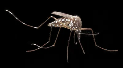 Фотографии комаров: красота в неприметных созданиях