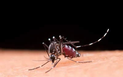 Виды комаров на фото: узнайте их разнообразие