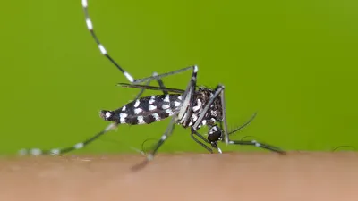Комары: изображения для скачивания
