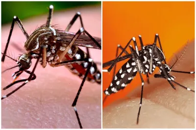 Фотографии комаров в формате PNG