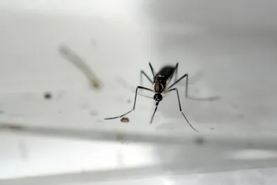 Комары на фото в HD качестве