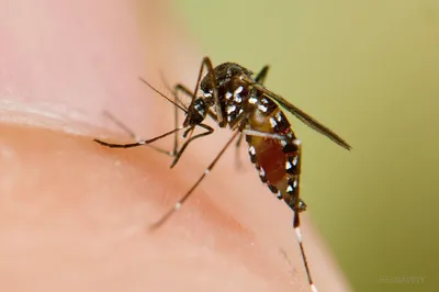 Фотки комаров на 2024 год