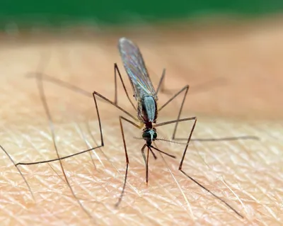Фотографии комаров в Full HD разрешении