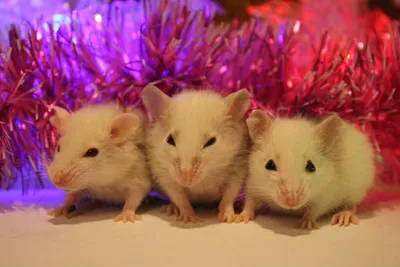 Фотографии крыс разных пород