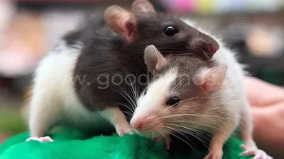 Фото крысы в высоком разрешении