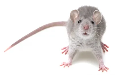 Крысы: фото в формате WebP