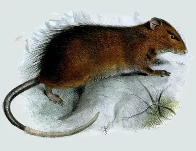Картинки крыс в различных форматах