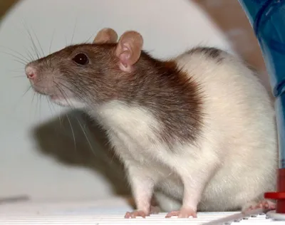 Фотографии различных видов крыс