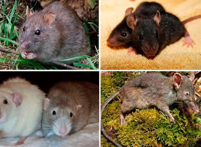 Фото крысы с возможностью выбора размера