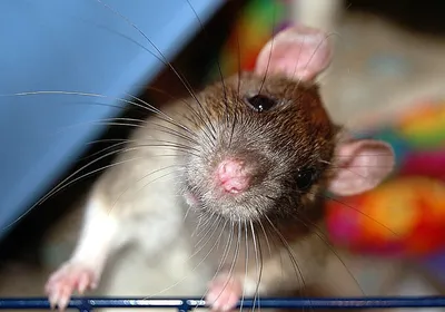 Фотка крысы в формате JPG: простой выбор