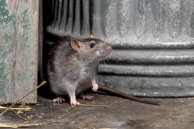 Фотка крысы: подробный просмотр