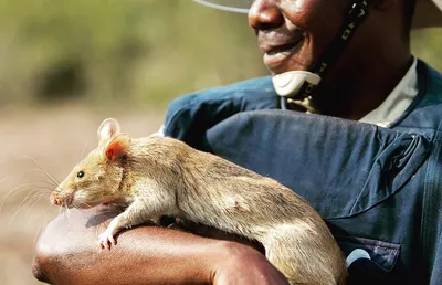 Фотка крысы в PNG формате: яркое и качественное изображение