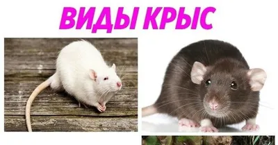 Фотка крысы в PNG формате: сохраните яркие детали