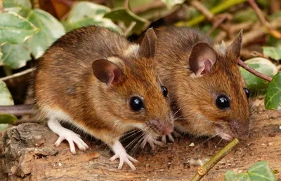 Крысы: изображение в формате WebP для скачивания