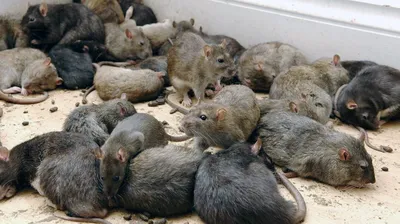 Фото крысы в HD качестве: детальное рассмотрение