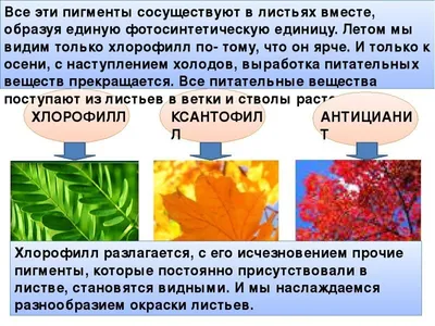 Бесплатные изображения листьев деревьев: великолепное качество (скачать JPG)