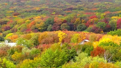 Фото разнообразных видов листьев деревьев