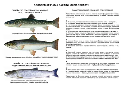 Фотографии лососевых рыб в формате jpg