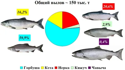 Великолепные виды лососевых рыб в формате webp