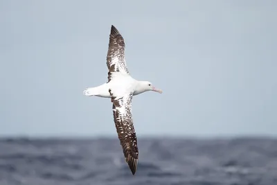 Морские птицы в крупнейших океанах и морях