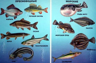 Фото морской жизни: ослепительная красота подводного мира