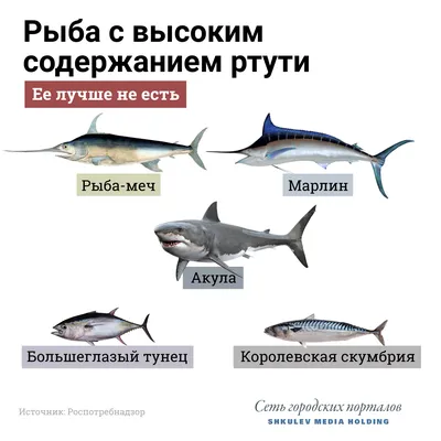 Рыбы во всех размерах: выбирайте наиболее подходящее изображение