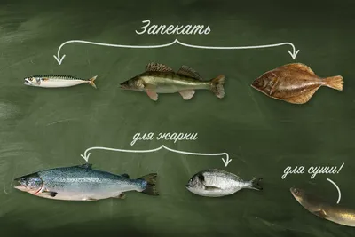 Изображения морской жизни: потрясающие моменты с рыбами