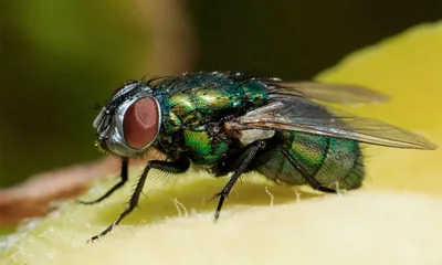 Фото мух в разных размерах и форматах для скачивания (JPG, PNG, WebP)