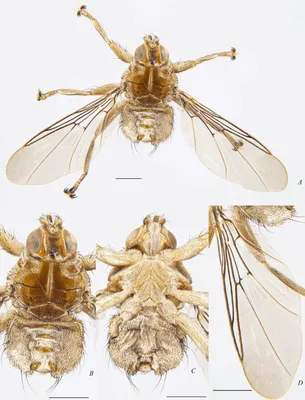 Загадочные мухи: фотографии и факты