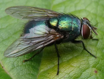 Фотографии уникальных видов мух