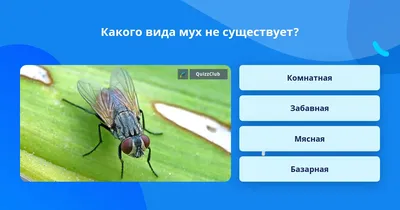 Загадочные мухи на фото: удивительные создания