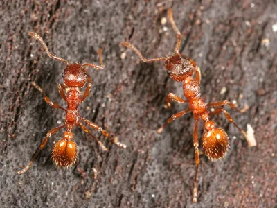 Виды муравьев в россии  фото