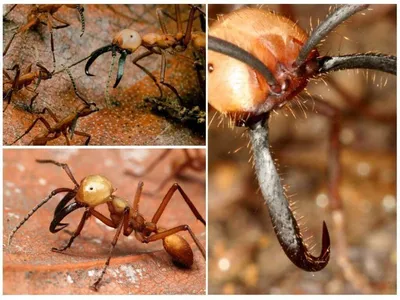 Изображения муравьев в России в хорошем качестве