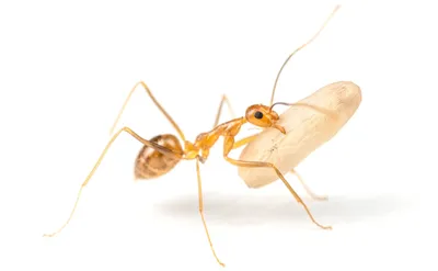 Фото муравьев в России: уникальные кадры