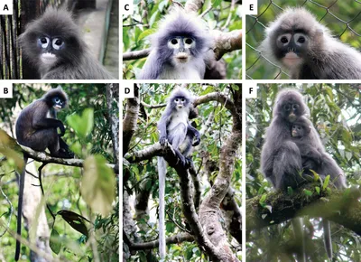 4K обезьяньи портреты: бесплатные картинки для фона