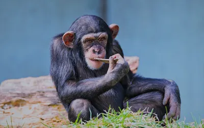 Экзотические обезьяны: Full HD изображения для фона