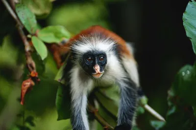Лесные маги: обезьяны в загадочных лесах на фото