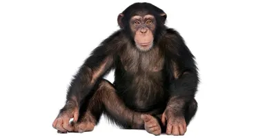 Эксклюзивные снимки обезьян в webp формате