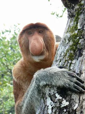 Фотогалерея обезьян: скачивай бесплатно в разных размерах