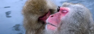 Самые милые обезьяны на фото: бесплатные обои для рабочего стола