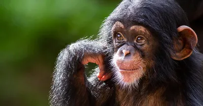 Эксклюзивные снимки обезьян: фото на айфон в хорошем качестве