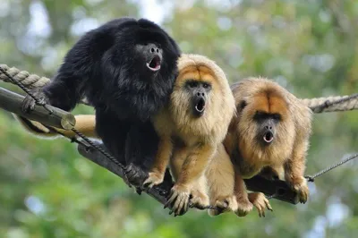 Ареал кольцевых хвостов: обезьяны-капуры в своем естественном окружении