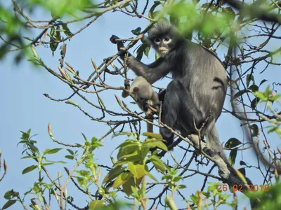 Виды обезьян: полный список с возможностью выбора размера