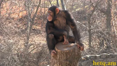 Троглодиты: обезьяны с удивительной адаптацией к суровым условиям