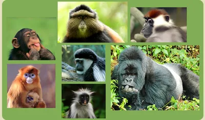 Захватывающие моменты: фотографии обезьян в дикой природе
