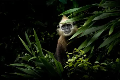 Эмоциональные портреты обезьян: фотогалерея в png