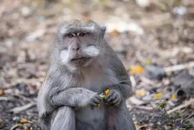 Фото обезьян в HD качестве: бесплатно скачать на айфон