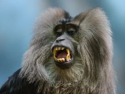 Удивительные виды обезьян: фотографии для рабочего стола