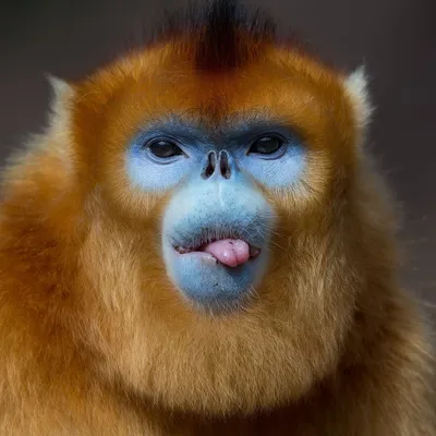 Фотографии обезьян: новые, красочные и бесплатные